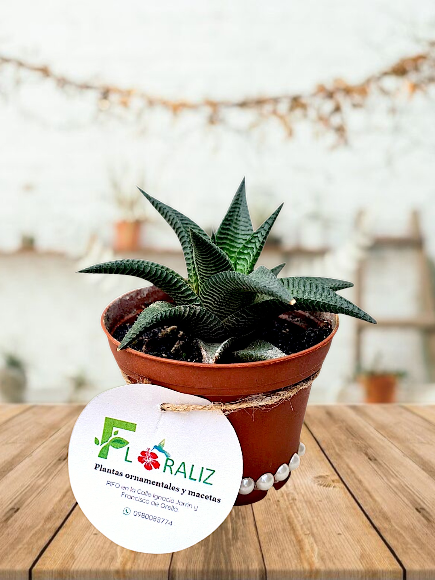 Planta Decorativa