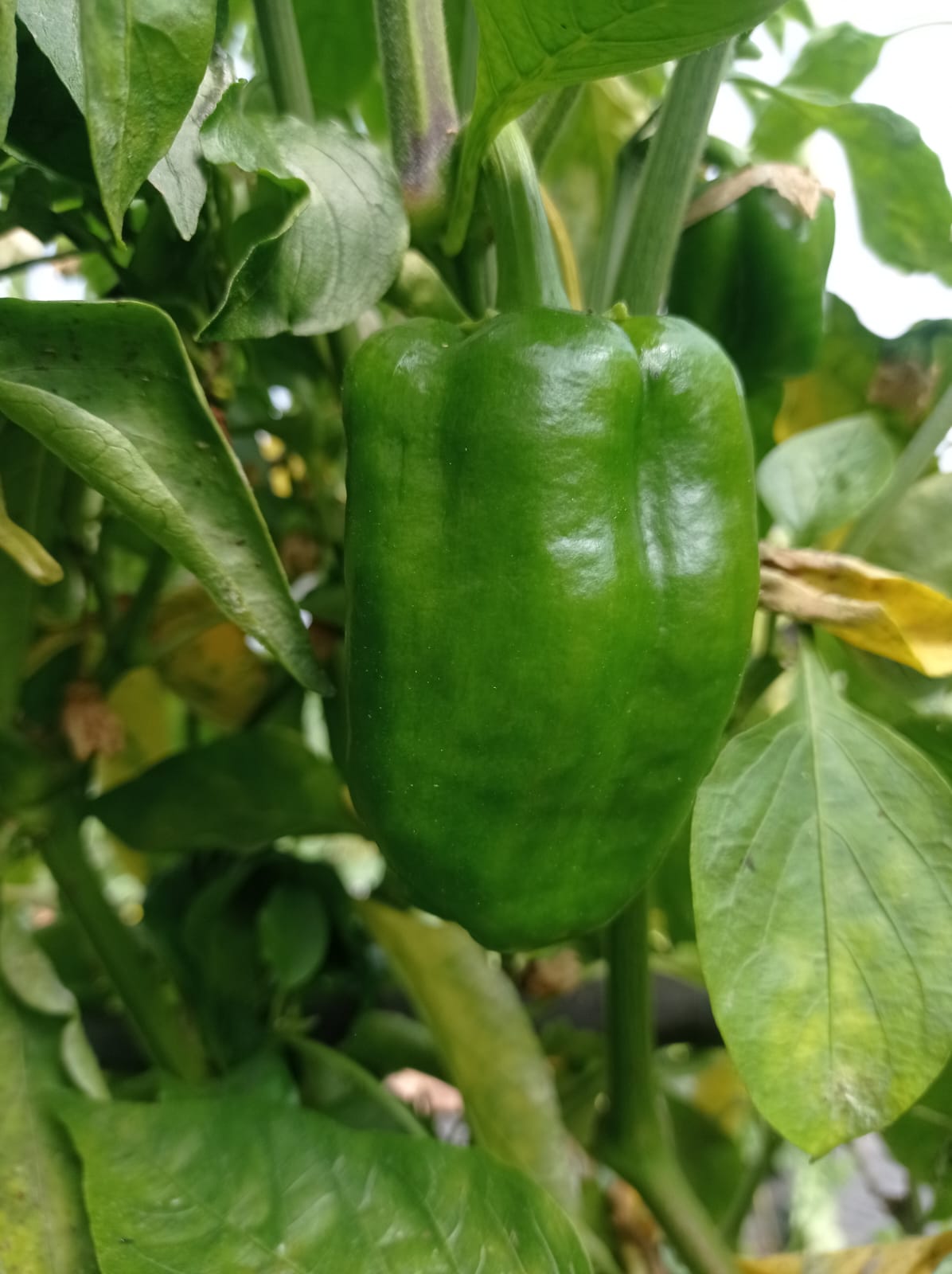 Pimiento