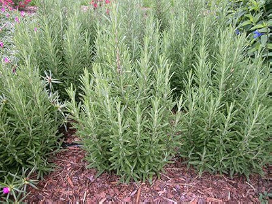 Planta aromática