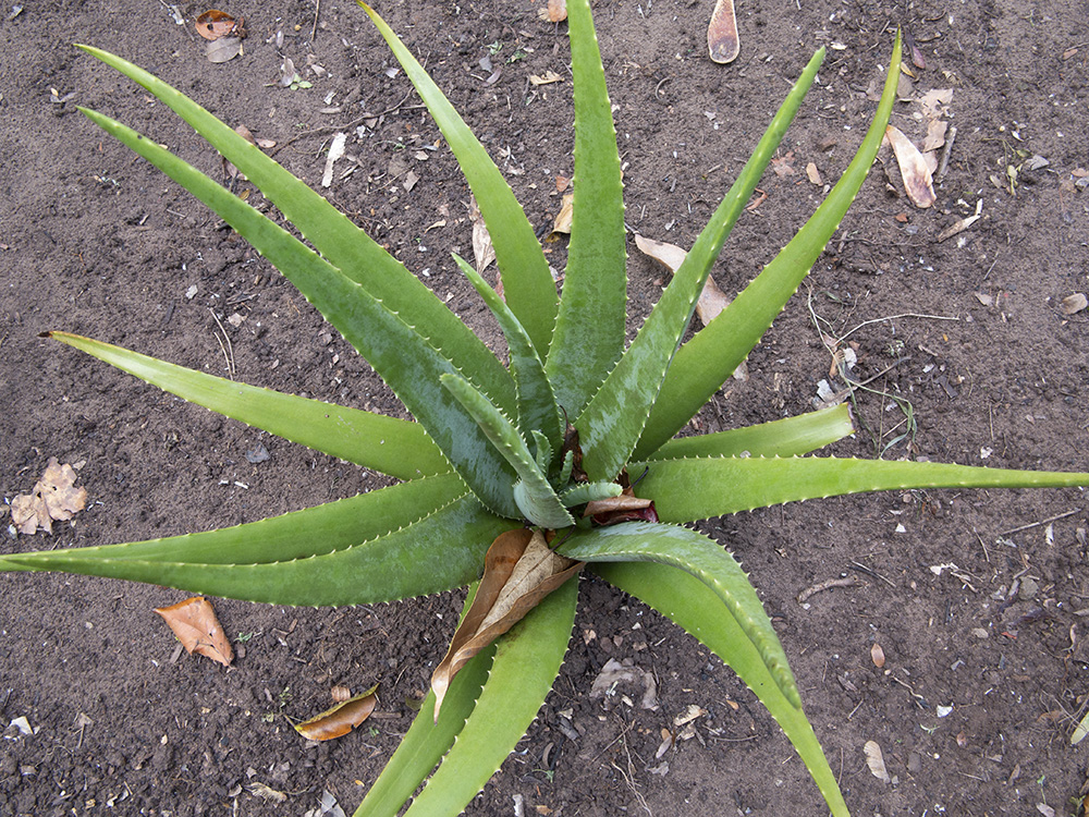 Planta medicinal