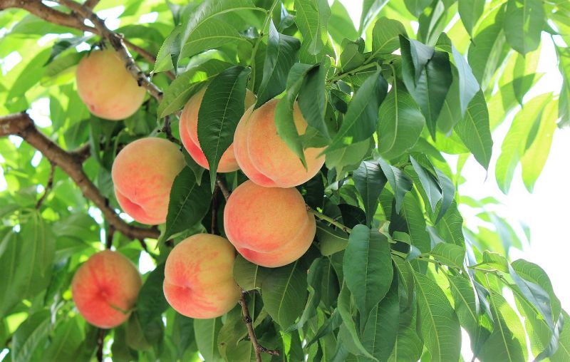 Planta frutal